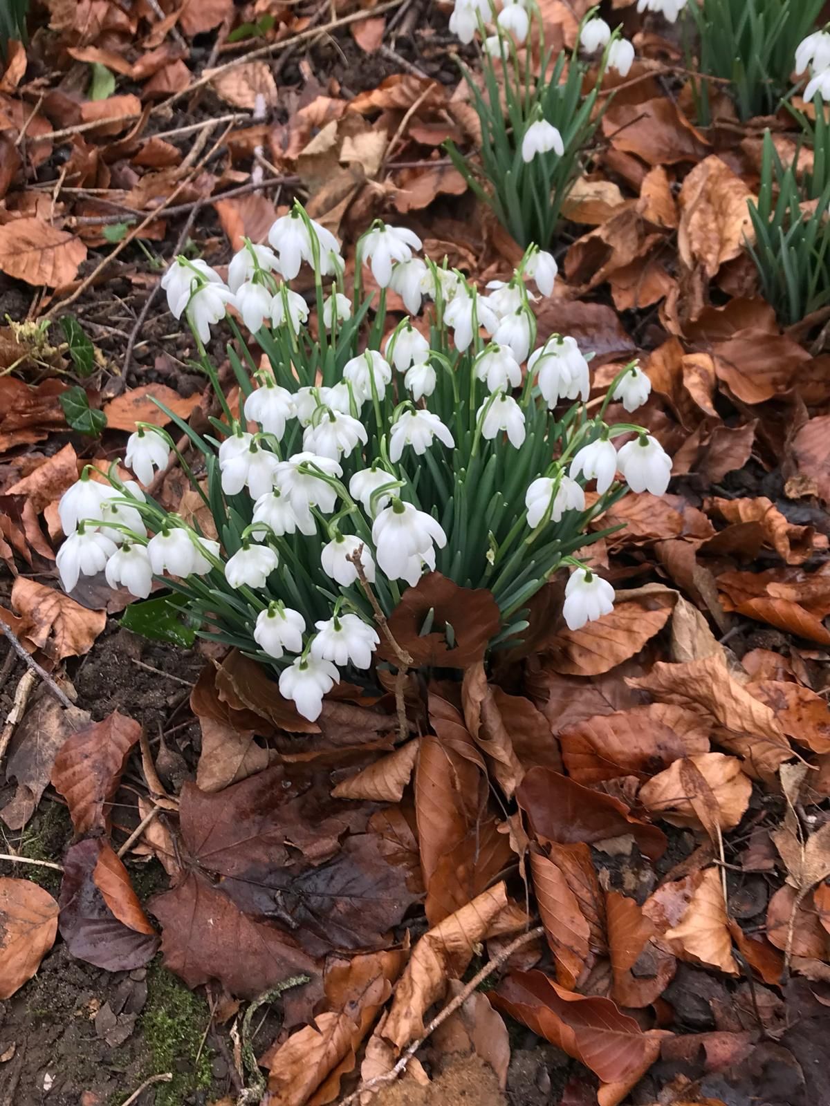 snowdrops in the ground